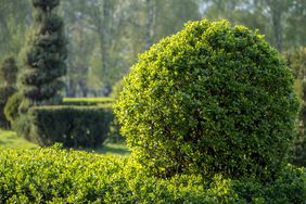 boxwood 