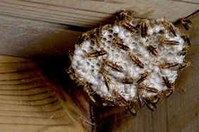 Yellow Jacket Nest 