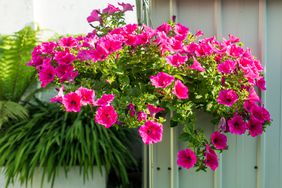 Petunia in Hanging Basker