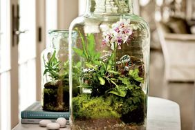 Glass Terrariums on Table