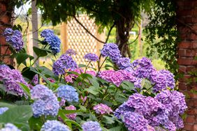 hydrangea