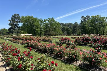  Tyler Rose Garden