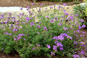 Moss Verbena 