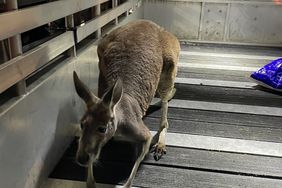 Kangaroo on the loose in a Florida apartment complex