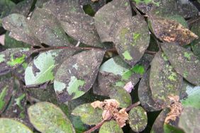 Sooty Mold on Crepe Myrtle 