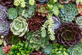 Miniature succulent plants