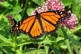 Monarch Butterfly on Milkweed Flower