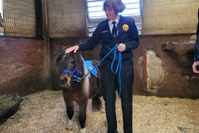 Patch NOPD Mini Horse