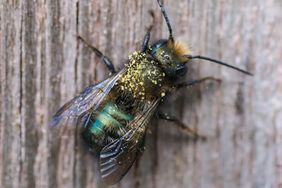 Mason Bee