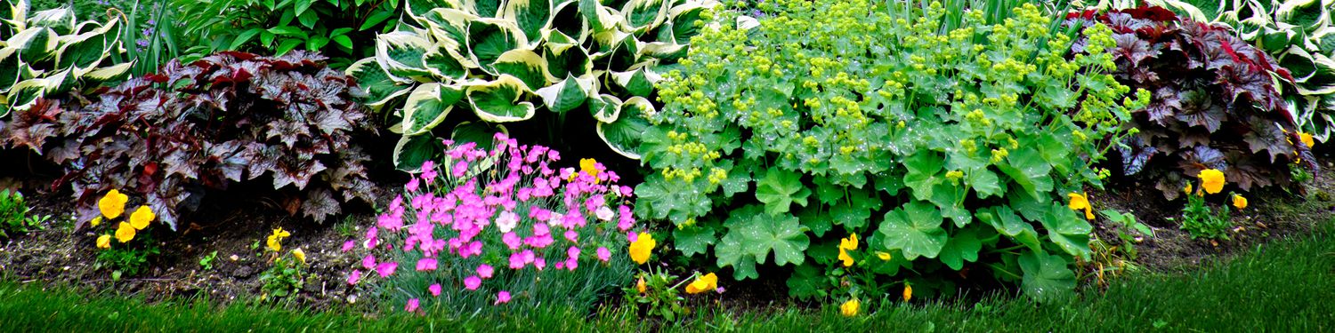 Assorted outdoor plants