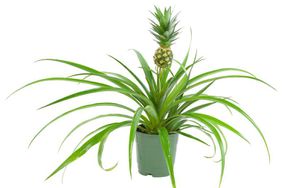 Pineapple plant