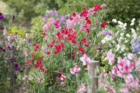 Sweet peas in a garden