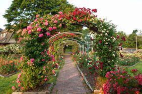 Rose garden with arch trellises