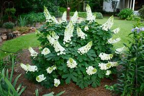 Ruby Slippers Hydrangea