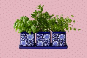 Williams Sonoma Blue & White Ceramic Herb Tray with Pots on a pink background