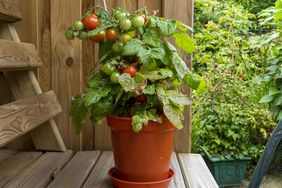 Growing a small tomato in a pot on a deck