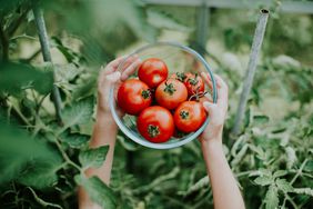 Bowl of tomatoes in garden