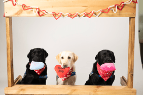 Valentine's Day Service Dogs